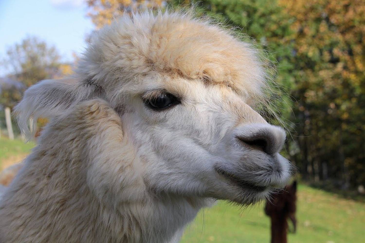 Découvrez la Montagne des Lamas